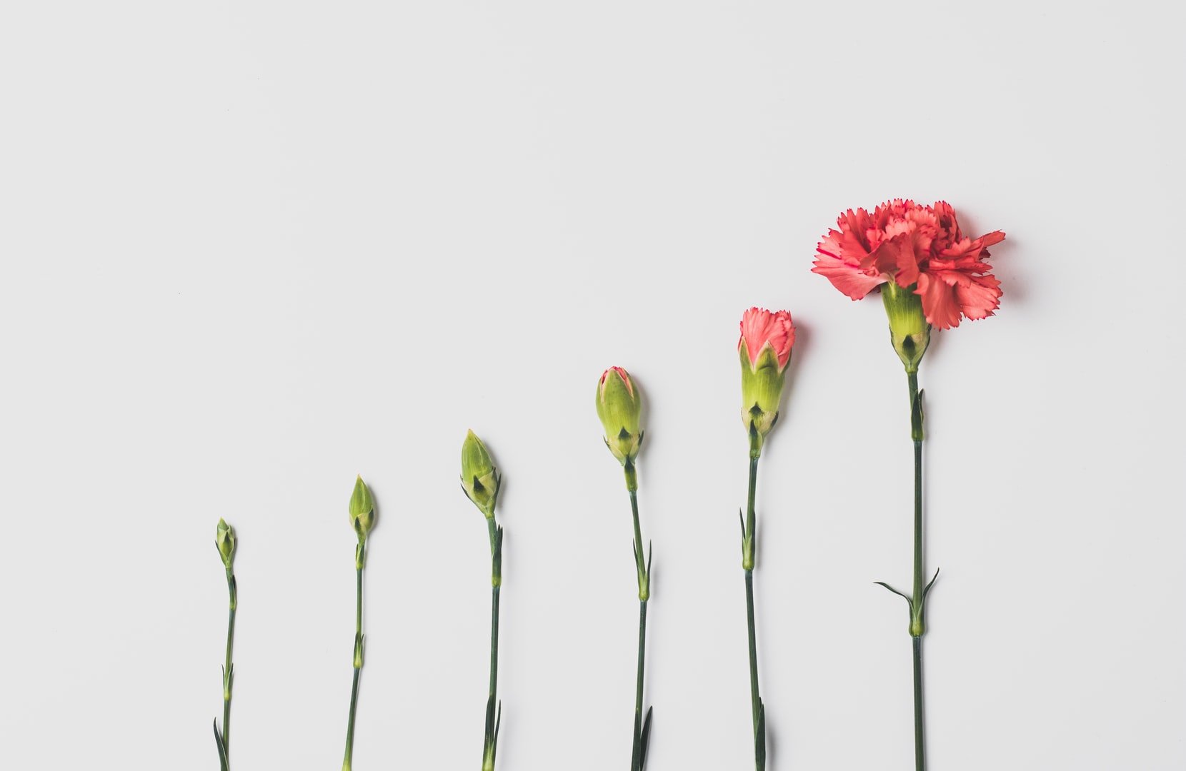 There are six flowers and from left to right they are growing from a tiny bud to a blossoming flower.